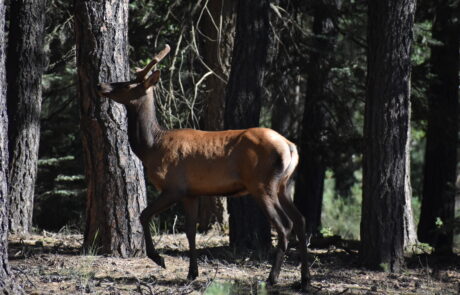 DSC_0020_elk